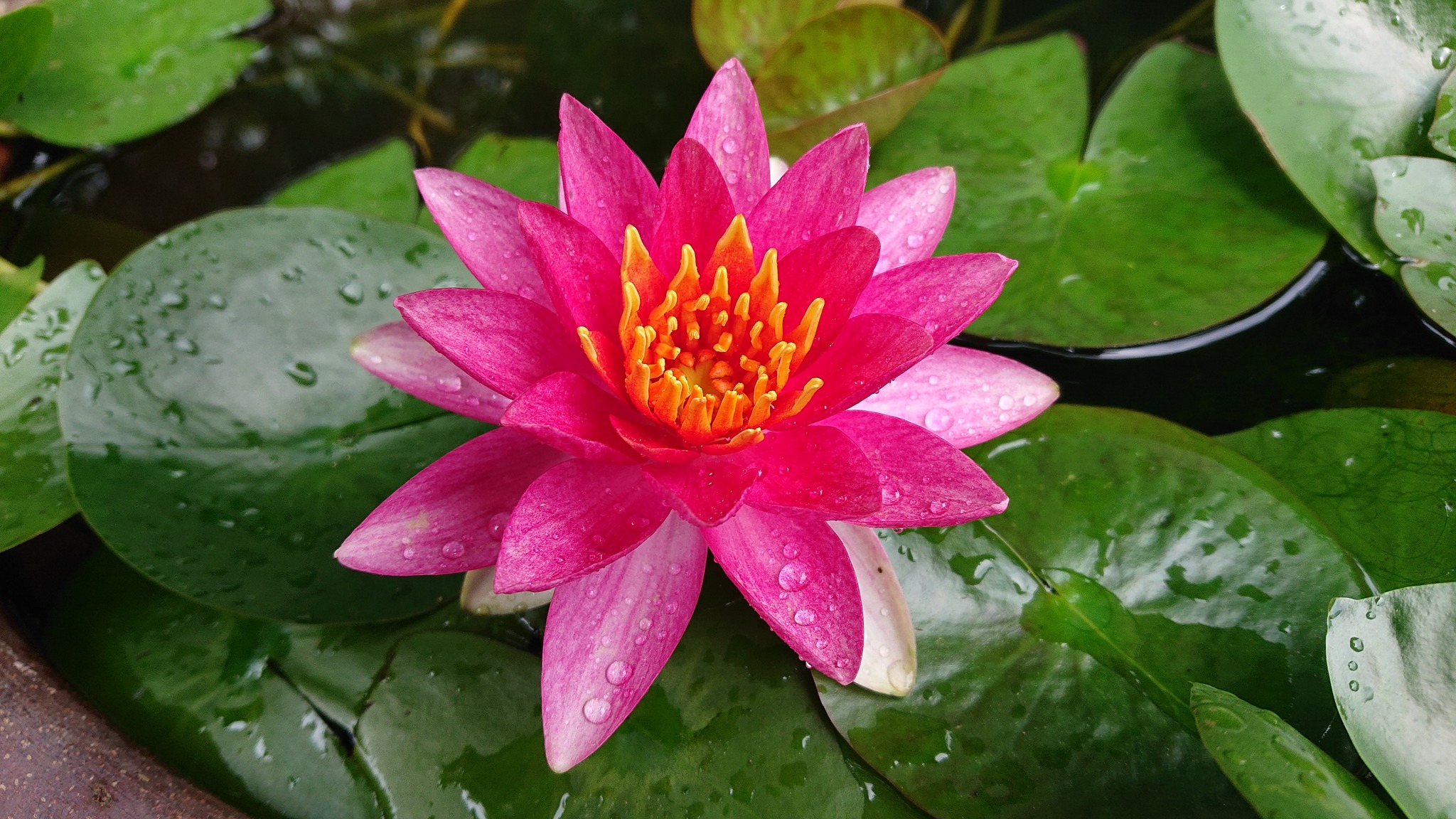 202．《スイレン（睡蓮）》 | ニッセイ緑の財団ニュース
